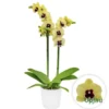 Phalaenopsis Orchid Talking Drum