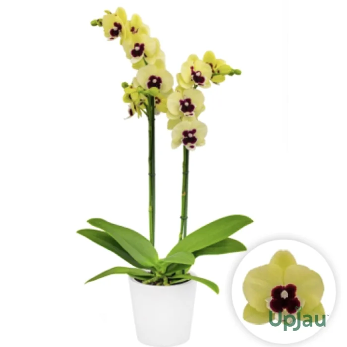 Phalaenopsis Orchid Talking Drum