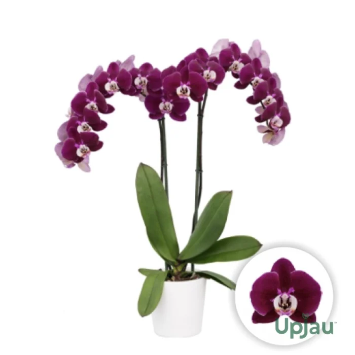 Phalaenopsis Orchid Hot Chilli