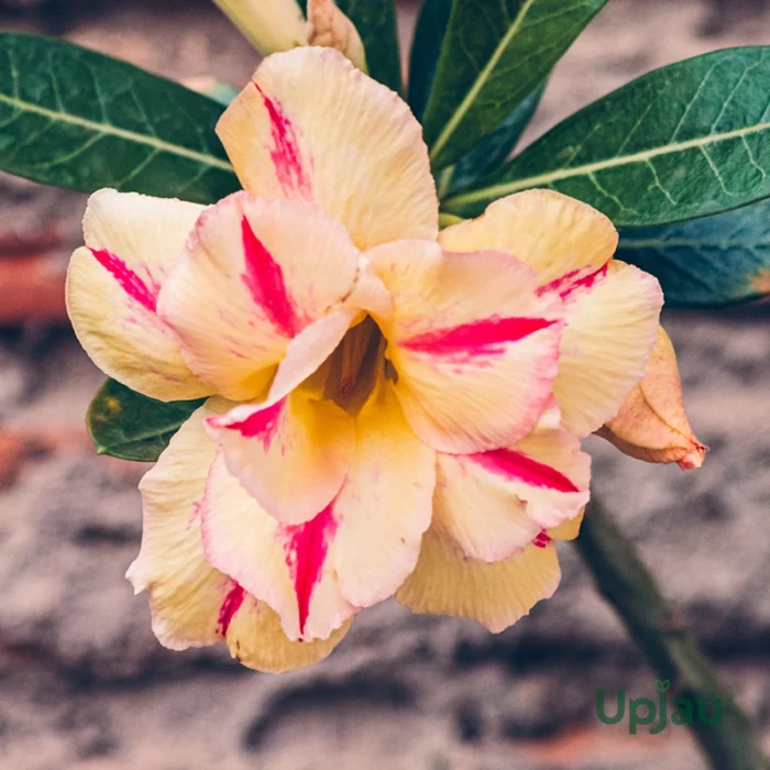 Adenium Rashmika (Triple Petal Yellow & Red)