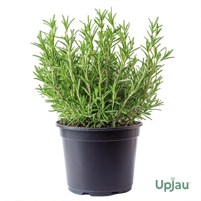 Rosemary Plant Sapling