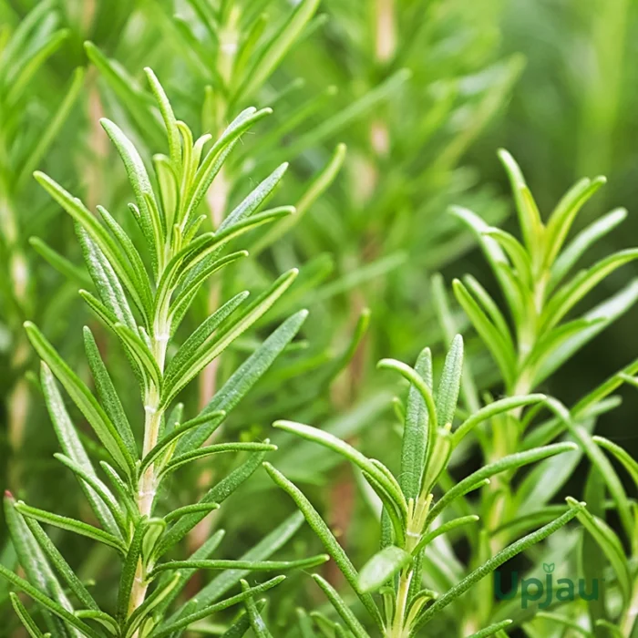 Rosemary Plant Sapling - Image 2