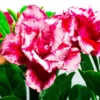 Adenium Sushmita (Triple Petal)