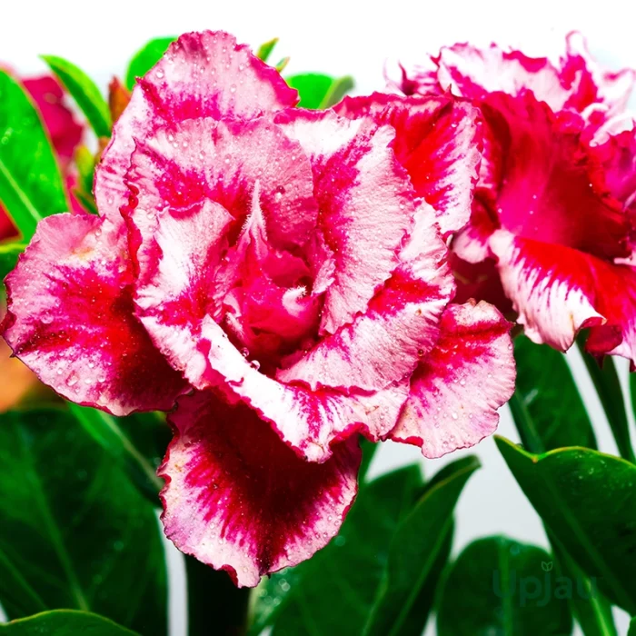 Adenium  Sushmita (Triple Petal)