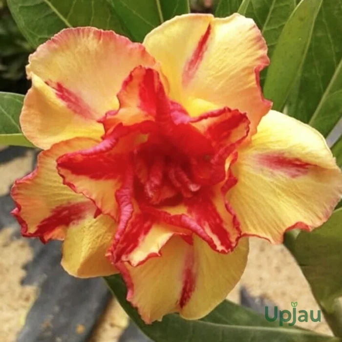 Adenium Sonam Grafted (Double Petal Yellow & Red)