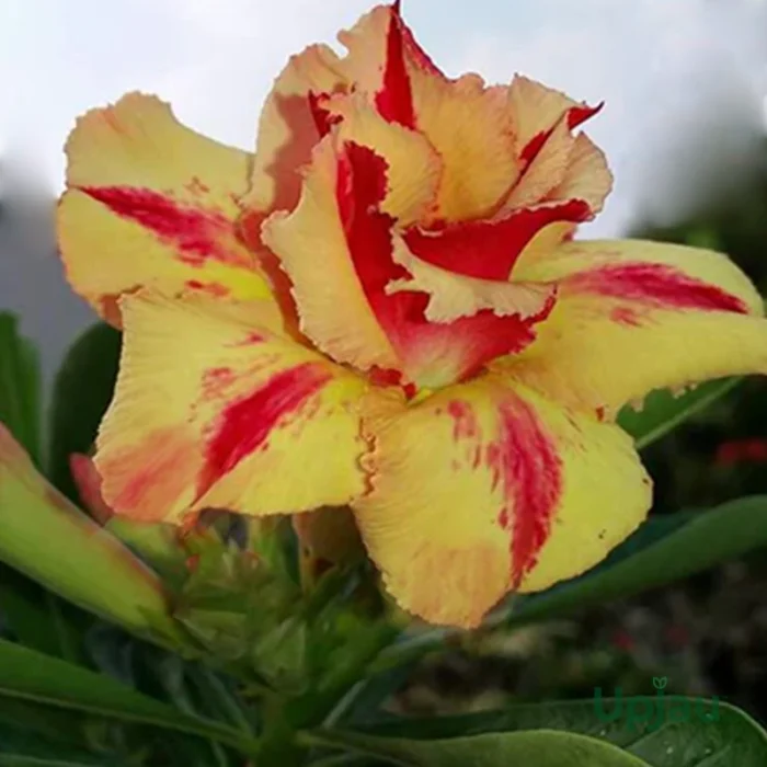 Adenium Sonam Grafted (Double Petal Yellow & Red) - Image 2