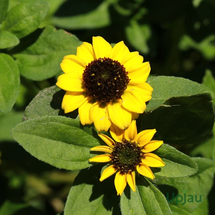 Mini Sunflower Plant Sapling