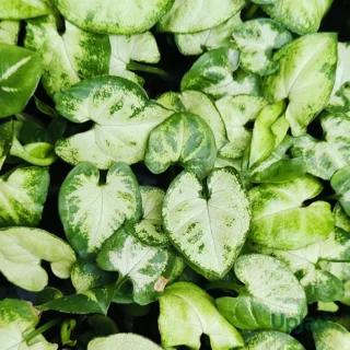 Syngonium Green