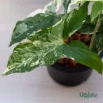 Syngonium Podophyllum Variegated White Butterfly