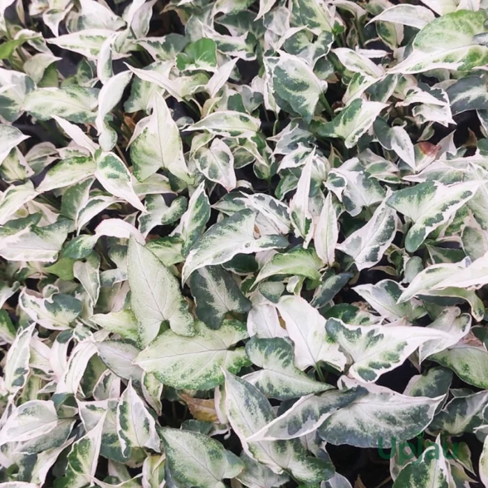 Syngonium Podophyllum White Variegated Sapling - Image 2