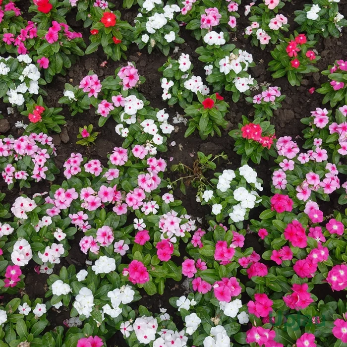 Hybrid Vinca Pacifica sapling