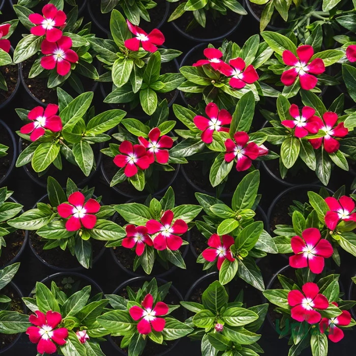 Vinca Pacifica Sapling (Hybrid Imported) - Image 4