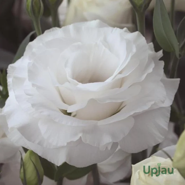Lisianthus/Eustoma Plant Sapling Any color (1pcs) - Image 8