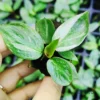 Philodendron White Princess or White Wizard Sapling