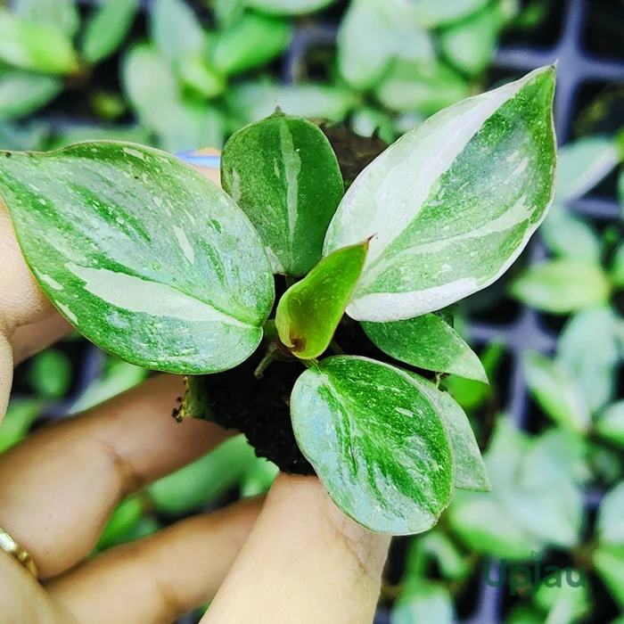 Philodendron White Princess/ Wizard Sapling