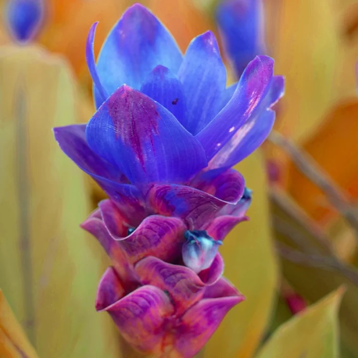 Blue Curcuma Bulbs - Image 2