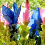 Blue Curcuma bulbs