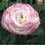 Buy lisianthus plant online in India at ₹89 eustoma flowering sapling