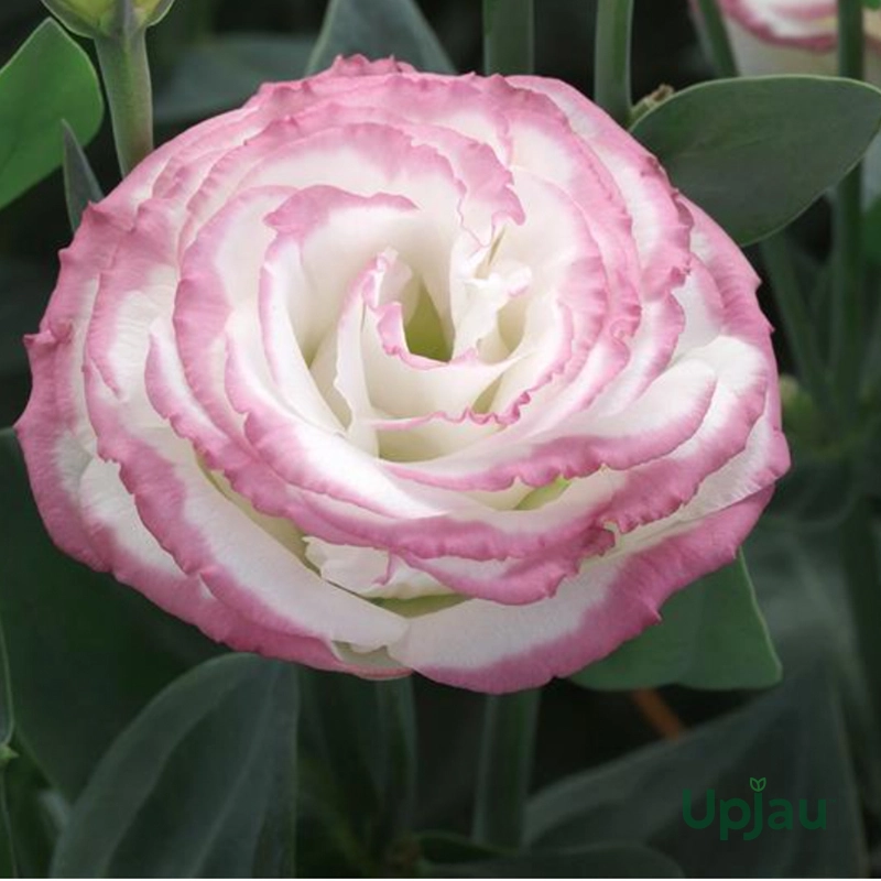 Buy lisianthus plant online in India at ₹89 eustoma flowering sapling