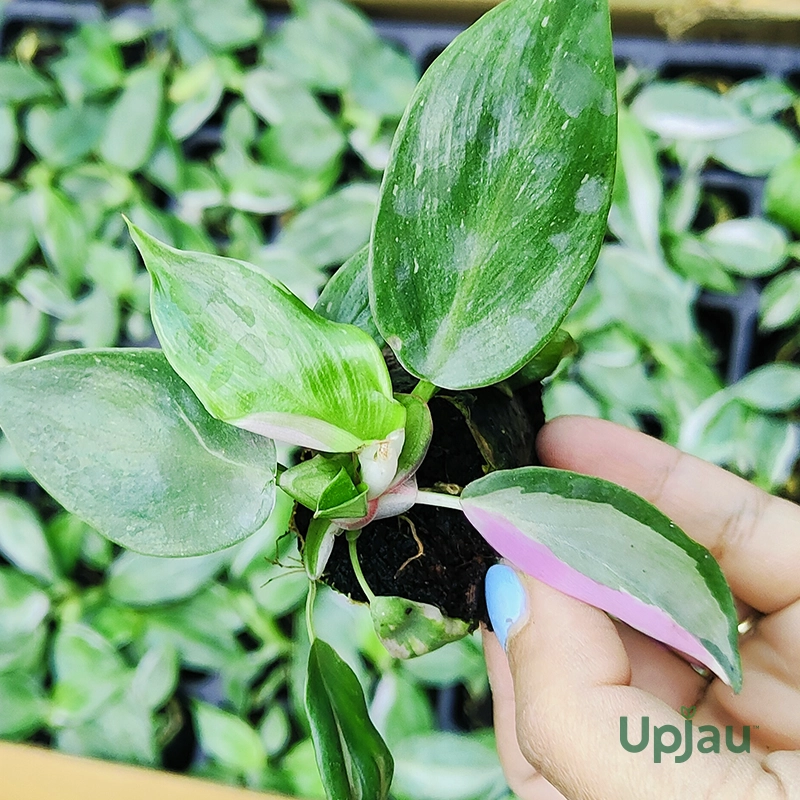 buy-philodendron-pink-princess-sapling