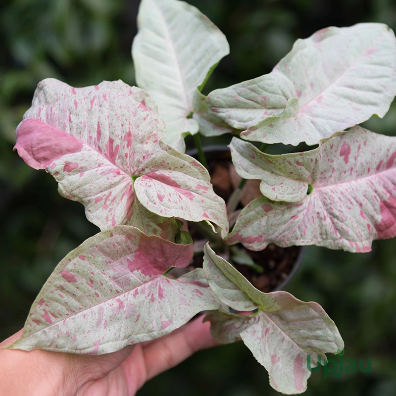 buy-syngonium-confetti-plant-sapling-online-in-india