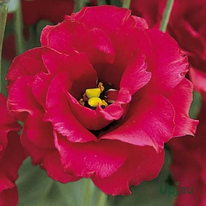 Lisianthus/Eustoma Plant Sapling Any color (1pcs) - Image 4