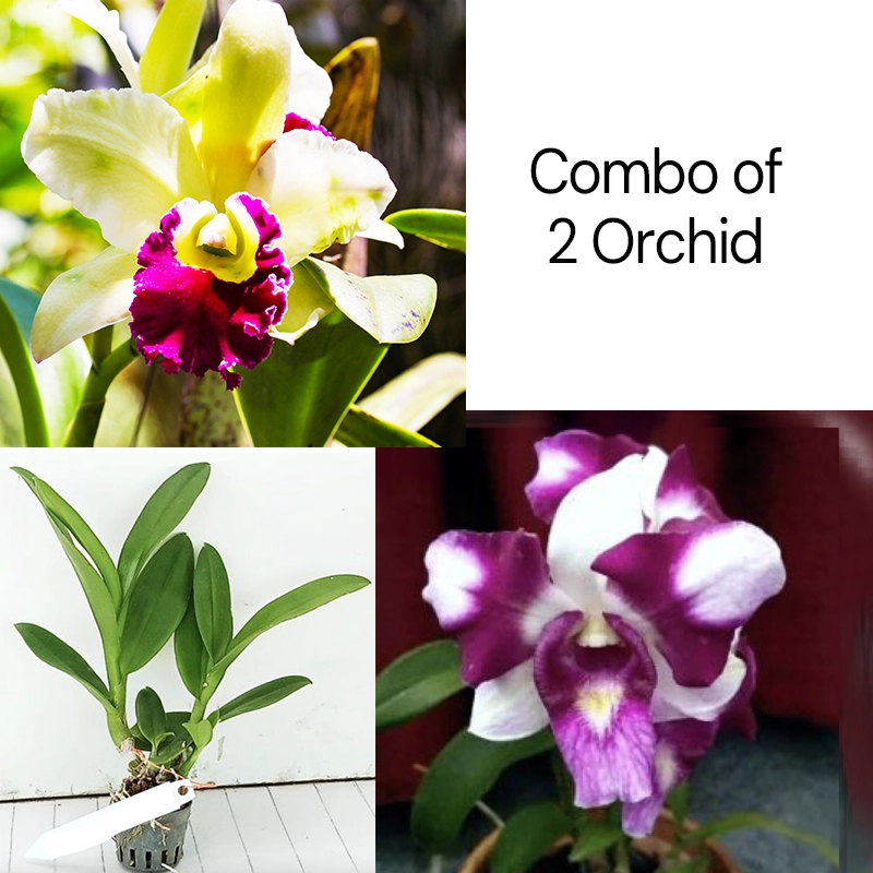 combo of 2 orchid_Bright