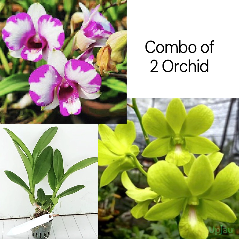 combo of 2 orchid_Shine