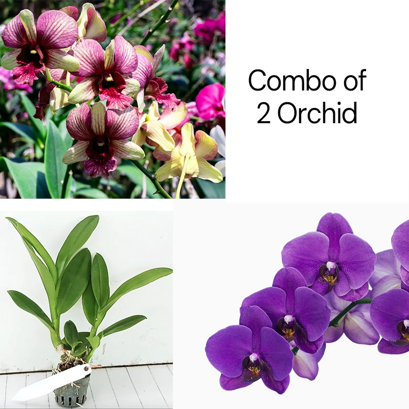 combo of 2 orchid_Sky