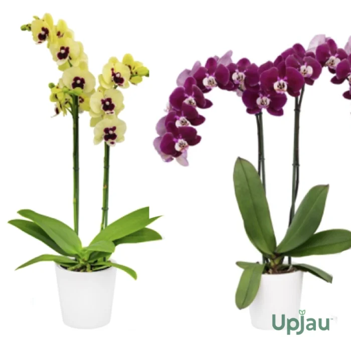 Phalaenopsis Orchid Combo of 2