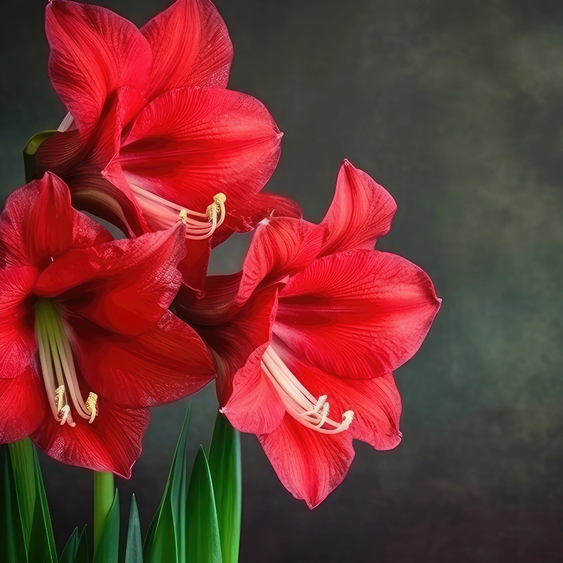 double-petal -amaryllis-red -bloom-macro-flower-view