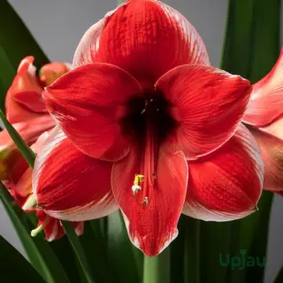 dutch-amaryllis-mix-colour-flowers-closeup