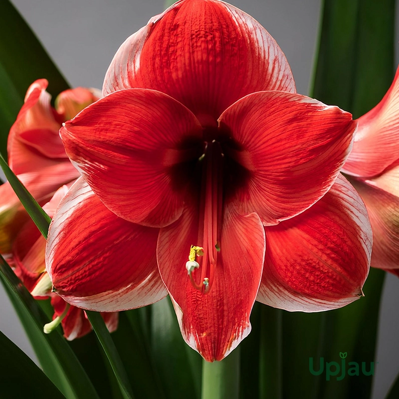 Dutch Amaryllis lily bulbs mix colour blooming flowers