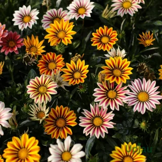 gazania1
