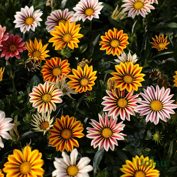 Gazania New Day Sapling (Any Colour)