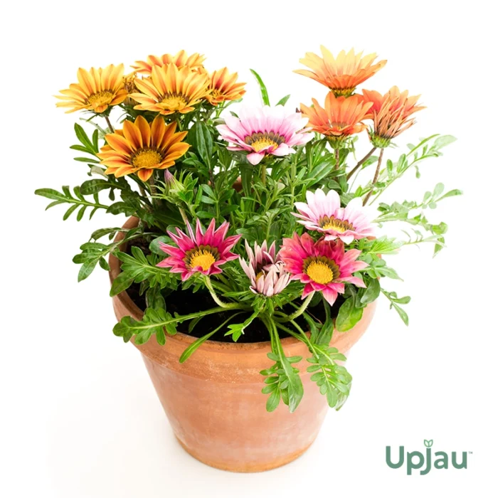 Gazania New Day Sapling (Any Colour) - Image 2