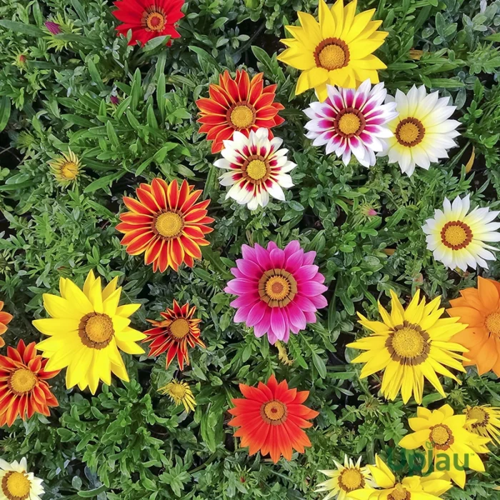 Gazania New Day Sapling (Any Colour) - Image 5