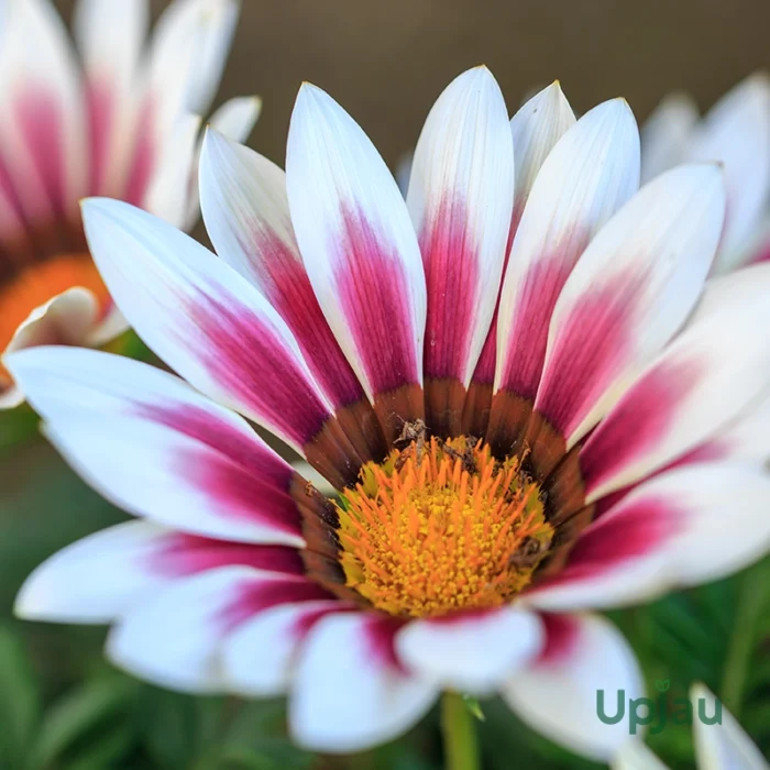 Gazania New Day Sapling (Any Colour) - Image 4