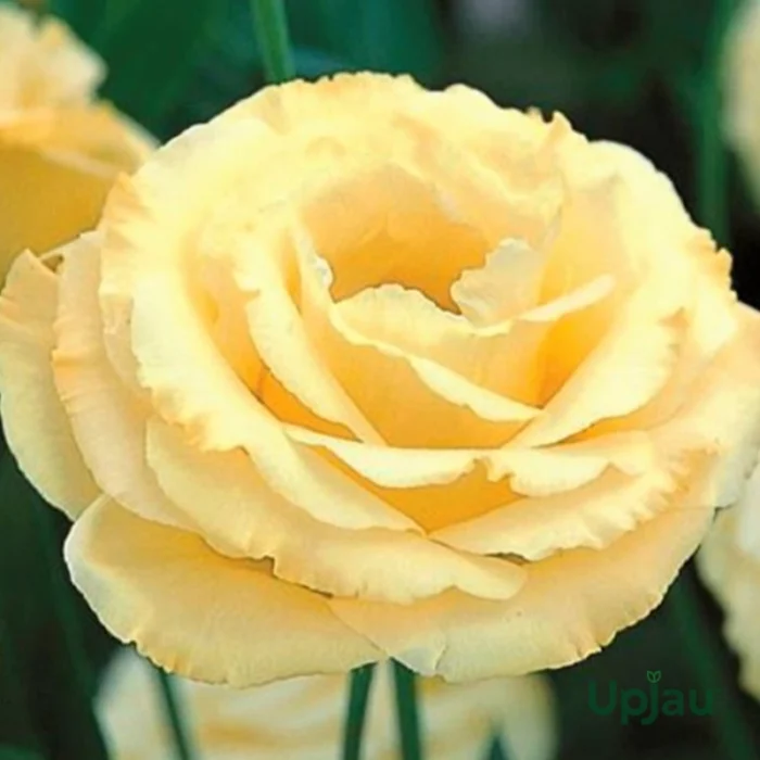 Lisianthus/Eustoma Plant Sapling Any color (1pcs) - Image 5