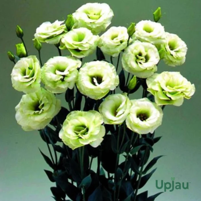 Lisianthus/Eustoma Plant Sapling Any color (1pcs) - Image 3