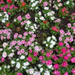 Vinca Pacifica Sapling (Hybrid Imported)