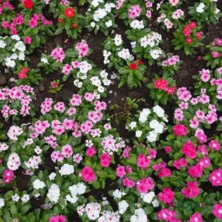 hybrid-vinca-pacifica-sapling-india