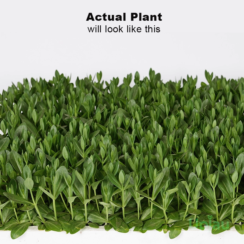 Lisianthus / Eustoma / Nandini Flower Plant (Sapling) Any color (1pcs) - Image 2