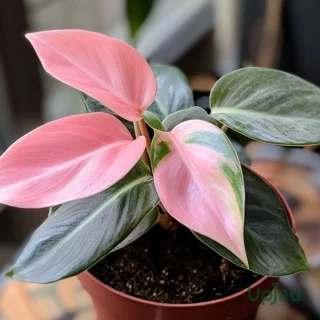 philodendron-pink-princess-sapling