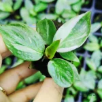 Buy philodendron white princess plant sapling in India
