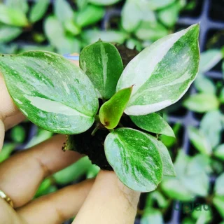philodendron-white-princess-sapling