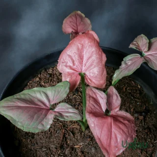 pink-arrowhead-syngonium-indoor-plant