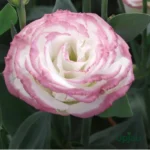 Lisianthus (Eustoma or Nandini) Flower Plant Sapling