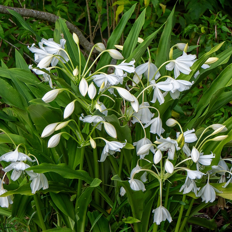 rare-ginger-lily-white-bulb