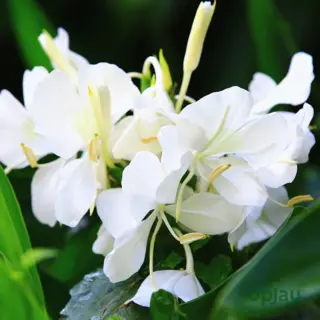 rare-hedychium-ginger-lily-white-bulb